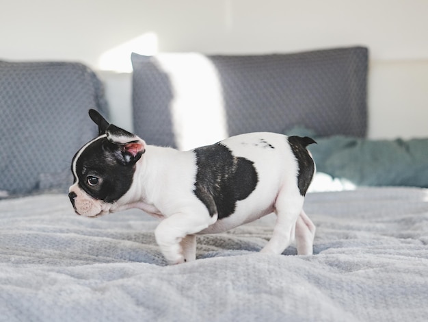 Cute puppy sitting on the bed in the living room