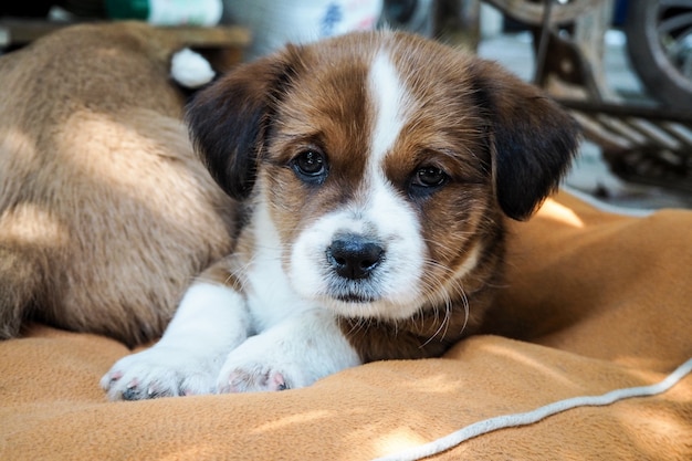 Cute puppy so sleepy.