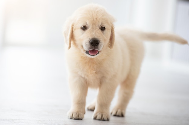 Cute puppy standing on floor