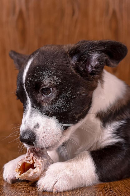 Photo cute puppy welsh corgi pembroke a thoroughbred dog with a bone feeding dogs