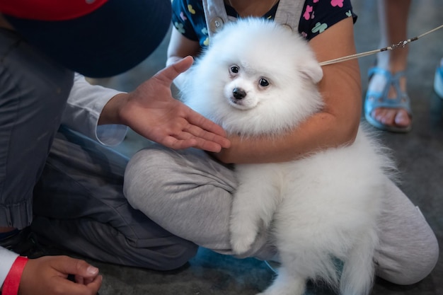 Cute puppy white spitz plays with children at a dog show looks like a white cloud