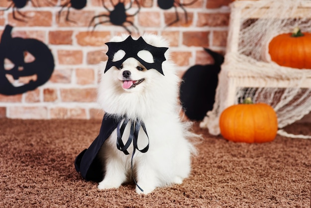 Cute puppy with black cape and mask