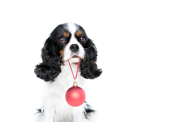 Cute puppy with red christmas ball isolated on white background