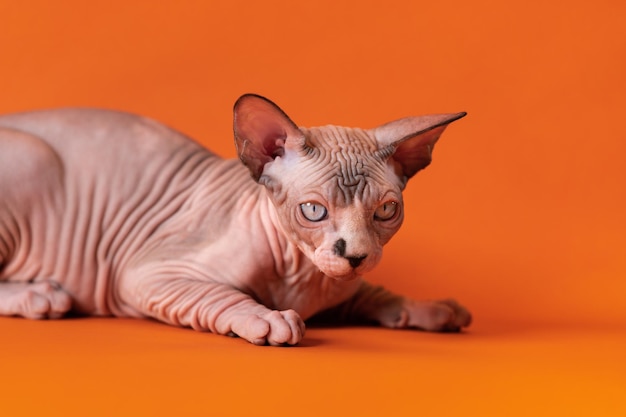 Cute purebred bicolor Sphynx kitten chocolate mink and white with blue eyes on orange background