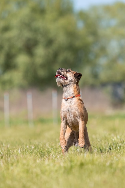 Cute purebred border terrier dog at the field