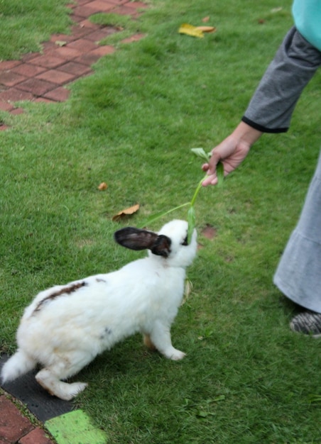 Cute rabbit eating food from a persons hand.