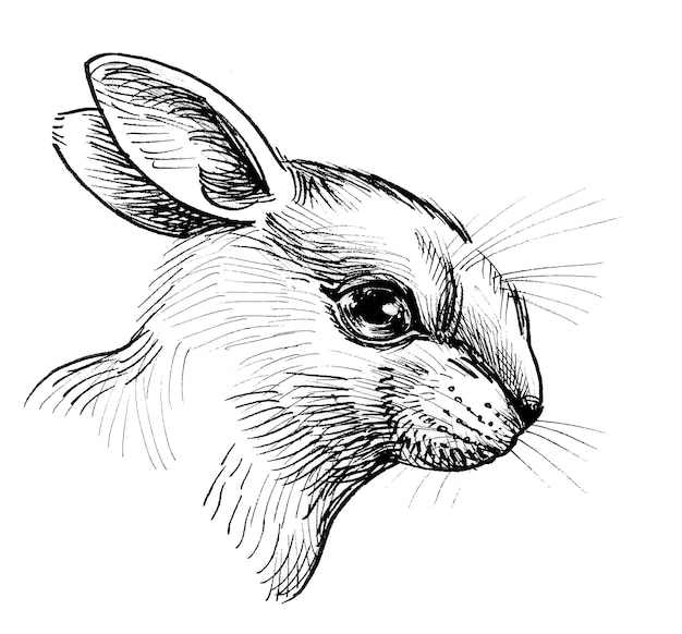 Cute rabbit head. Ink black and white drawing