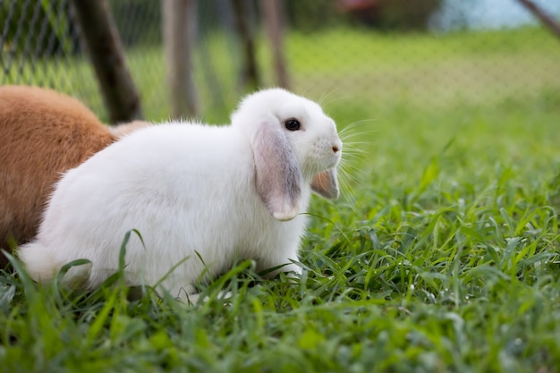 Cute rabbit playing in the meadow green grass. Friendship with easter bunny. Happy rabbit.