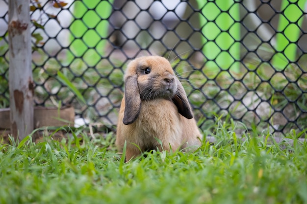 Cute rabbit playing in the meadow green grass. Friendship with easter bunny. Happy rabbit.