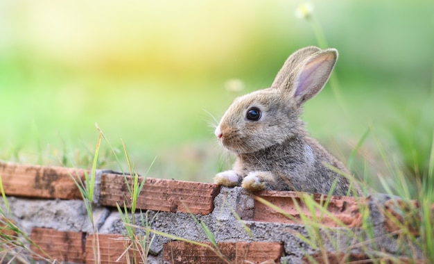 Cute rabbit sitting on brick wall meadow Easter bunny 