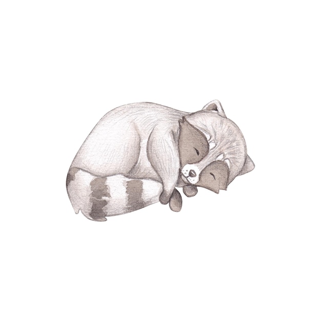 Cute raccoon watercolor on a white background children's illustration Card design Postcards and more