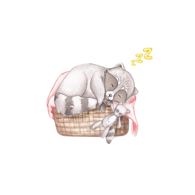 Cute racoon is sleeping in a basket with a watercolor toy on a white background Baby illustration