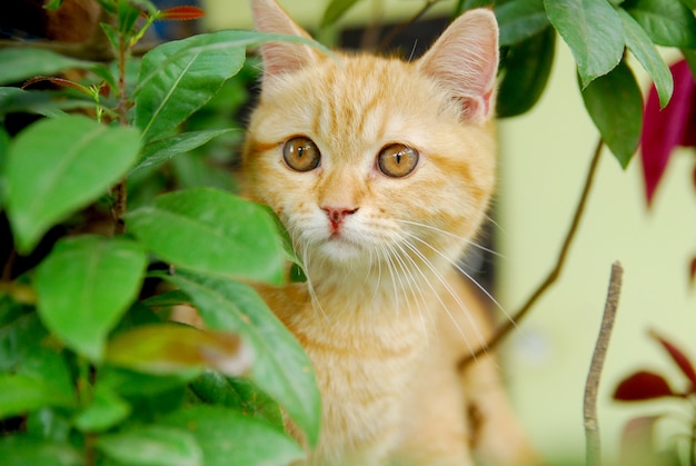 cute red cat behind a green leaf