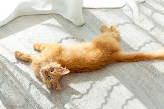 A cute red cat lies on a gray wooden floor near the window.