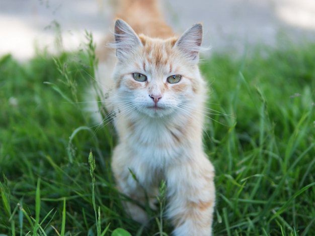 Cute red cat portrait on green 