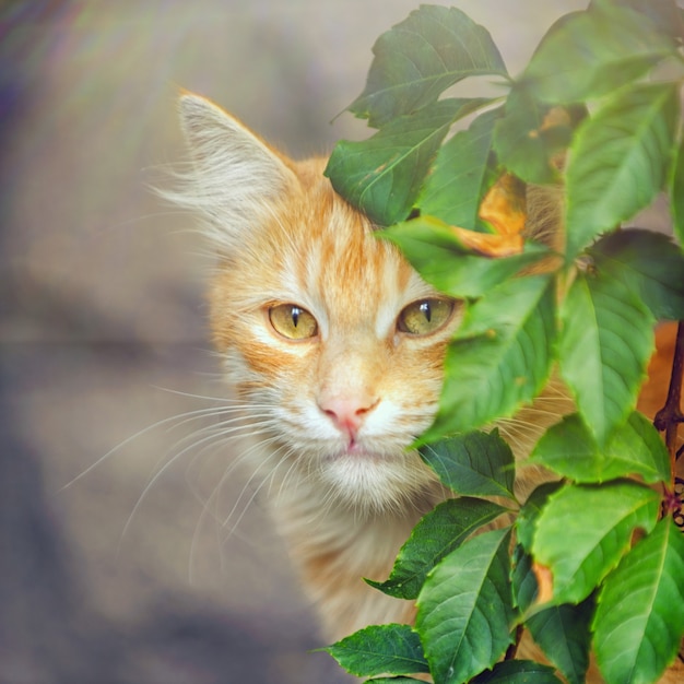 Cute Red Cat relaxing in sun rays, near the bush