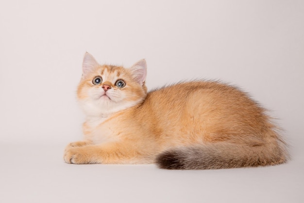 Cute red cat on a white background