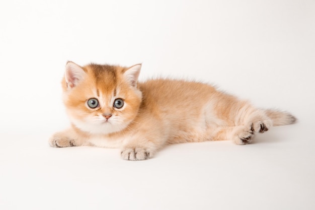 Cute red cat on a white background