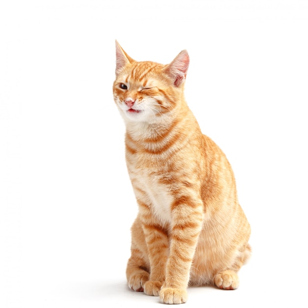 Cute red cat on a white surface