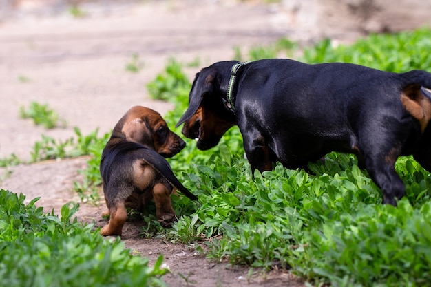 Cute red dachshund puppy on green grass