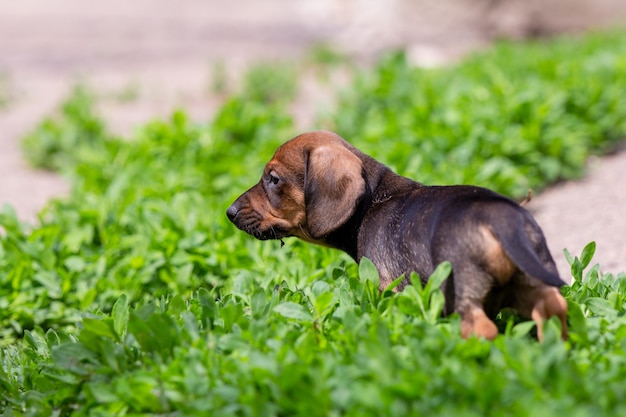 Cute red dachshund puppy on green grass