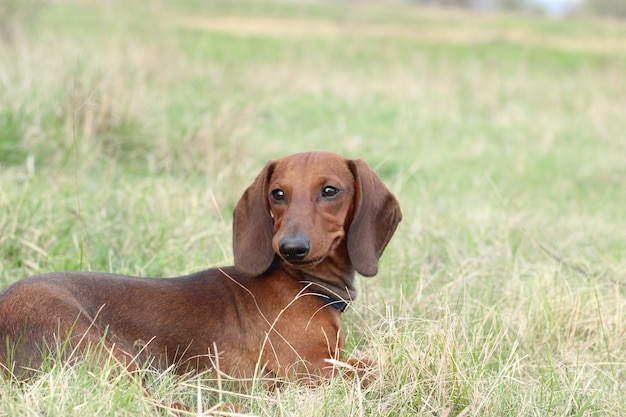 Cute red dachshund puppy on green grass