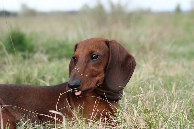 Cute red dachshund puppy on green grass