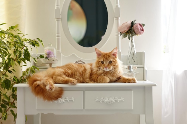 Cute red fluffy Maine Coon cat lies on a white boudoir makeup table