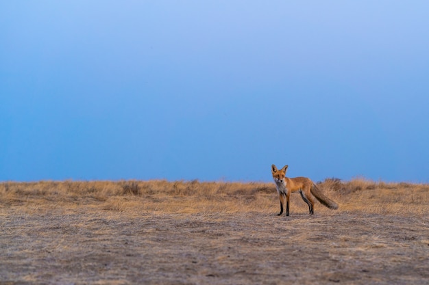 The cute red fox standing on the field