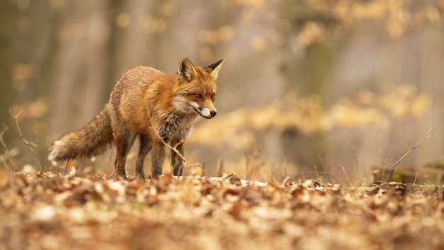 Cute red fox with fluffy tail wandering through young trees