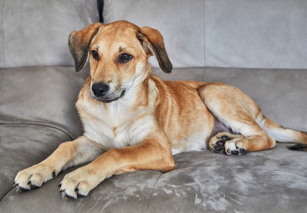 Cute red-haired dog with hanging ears is sitting on the couch.