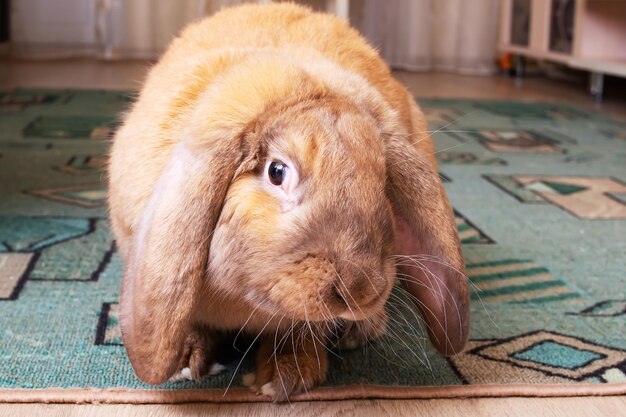 Cute red house rabbit in the room