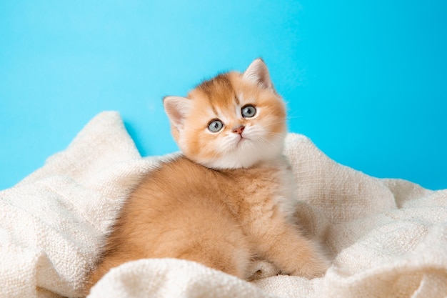 A cute red kitten on a blue background is wrapped in a beige plaid , front view