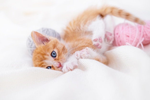 Cute red kitten cat sleeping with pink and grey balls skeins of thread in basket on white bed