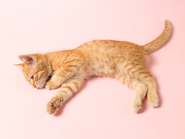 A cute red kitten on a pink background. Playful and funny pet, blank for advertising, poster, sale, veterinary clinic. Copy space.