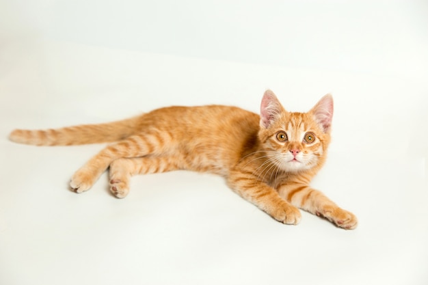 Cute red kitten on a white background. Playful and funny pet. Copy space.