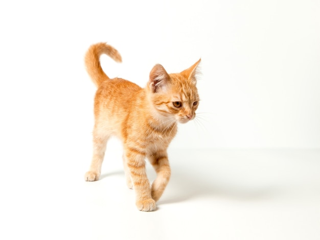 Photo cute red kitten on a white background. playful and funny pet. copy space.