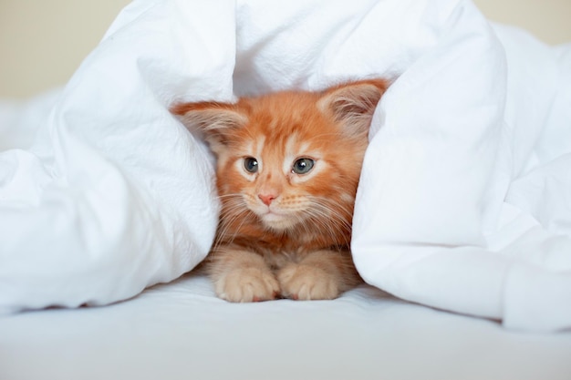 Cute red kitten wrapped in a white blanket maine coon kitten