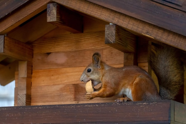 A cute red squirrel eats walnuts in a wooden feeder Wild animals care for the environment