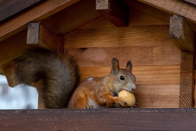 A cute red squirrel eats walnuts in a wooden feeder Wild animals care for the environment