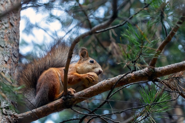 A cute red squirrel sits on a pine branch and eats walnuts Wild animals care for the environment