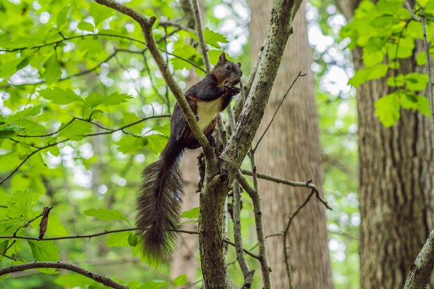 Cute red squirrel sitting on tree trunk on blurred forest background