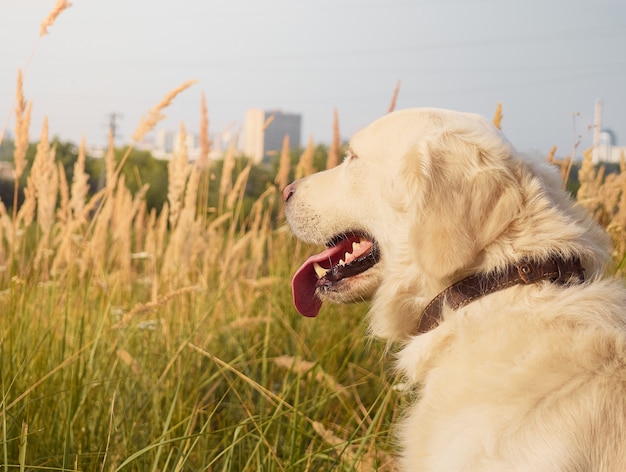 Cute retriever on the nature background.