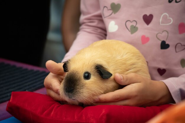 Photo a cute rodent guinea pig is sitting in the hands of a child.