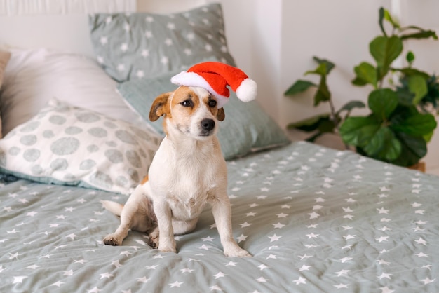 Cute russell breed dog sitting on bed wearing santa claus hat in bedroom