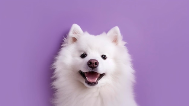 Cute samoyed puppy on a purple background Generative AIx9