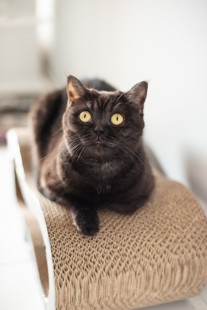 Cute Scottish cat girl sitting on her scratching post and looking, closeup cat portrait