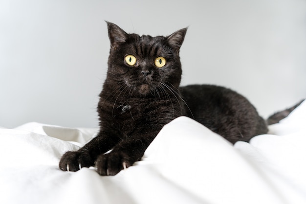 Cute scottish cat playfully lies on a white bed and looks at the camera, close-up