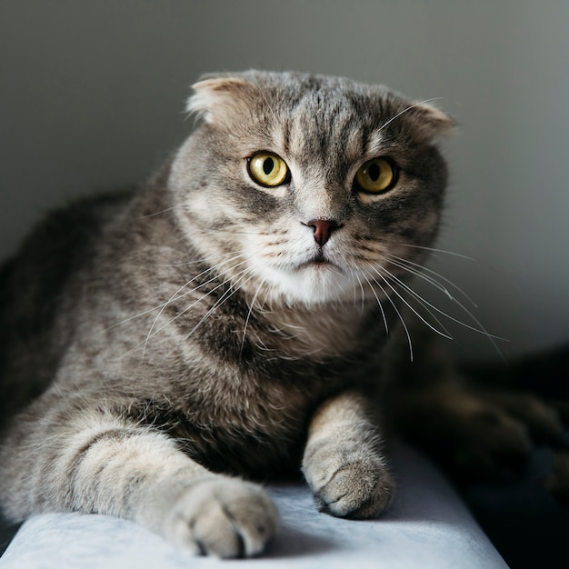 Photo cute scottish fold cat at home