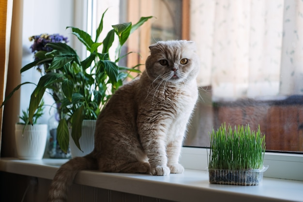 Cute scottish fold cat sitting near catnip or cat grass grown from barley oat wheat or rye seeds cat